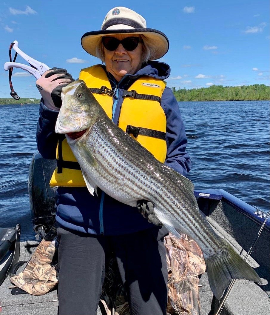 Angler with striped bass on the Miramichi River
