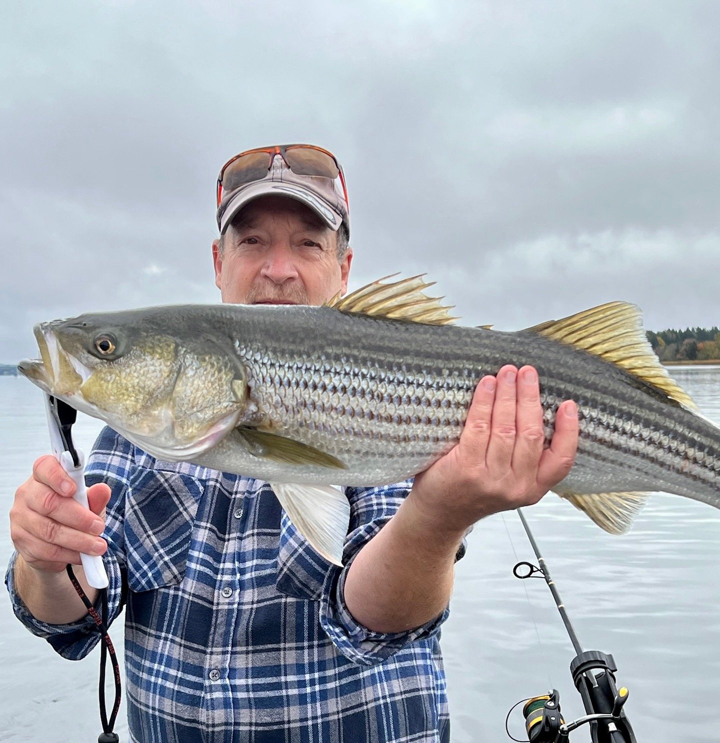 Guided striper trip Miramichi