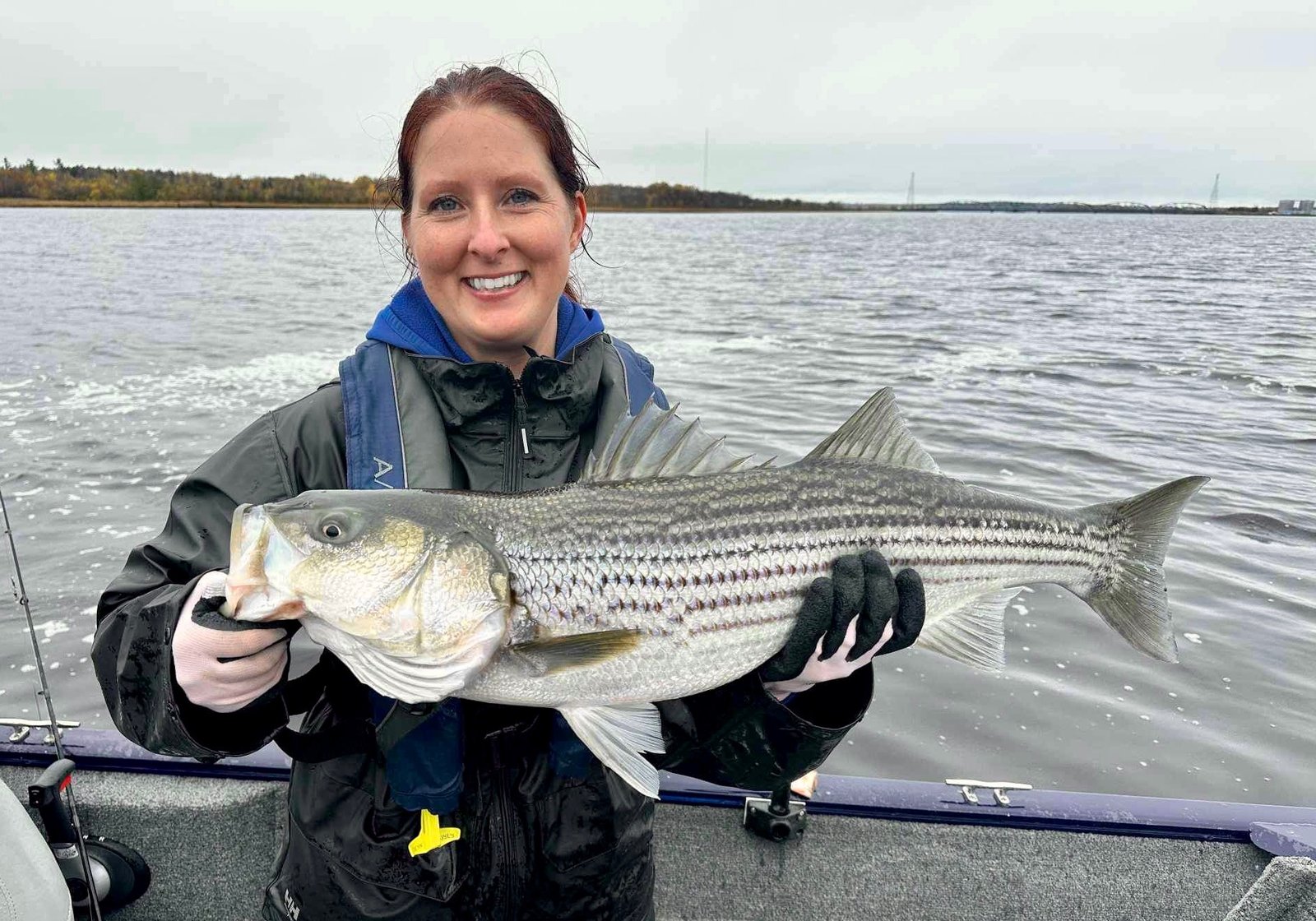 Striped bass caught on the Miramichi