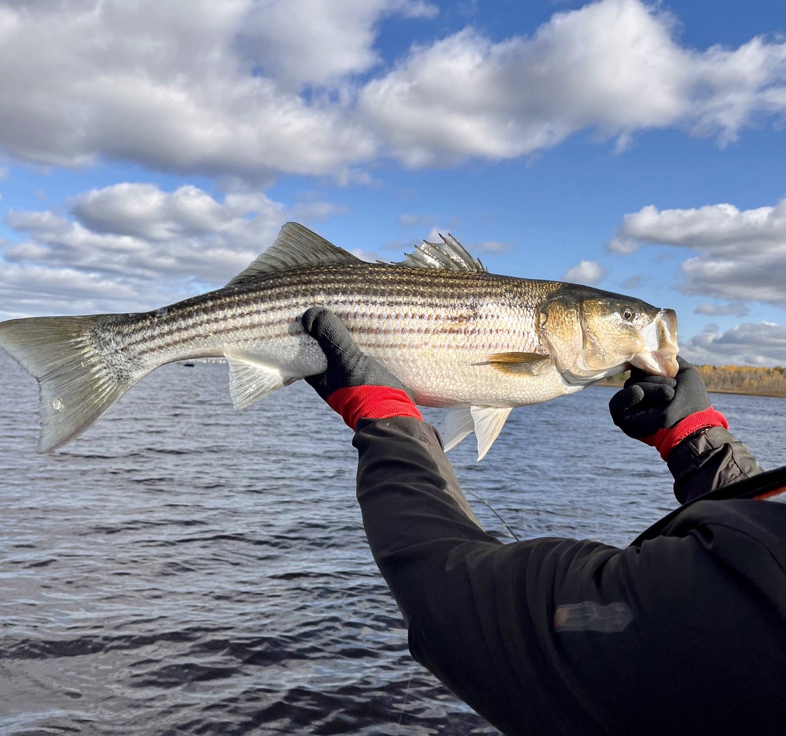 Striped bass fishing Miramichi New Brunswick