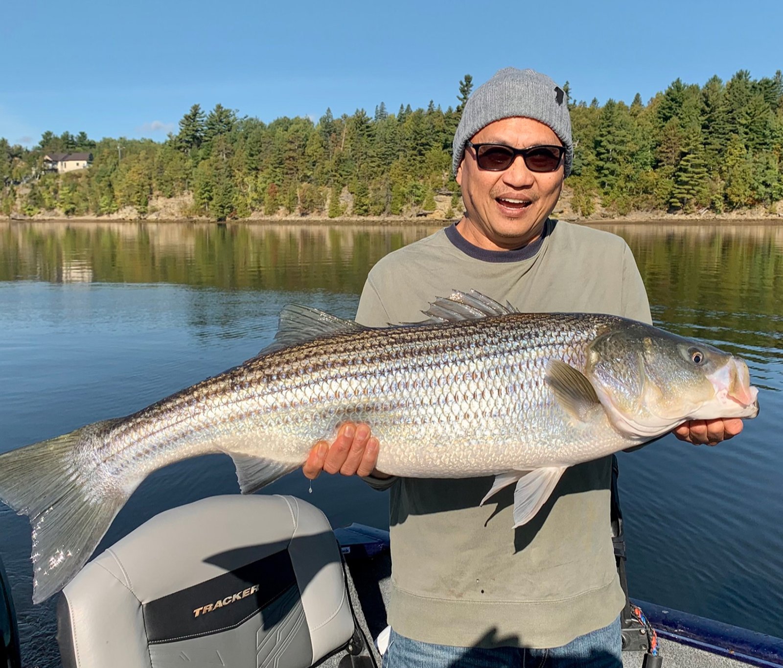 Angler holding a large striped bass on the Miramichi River