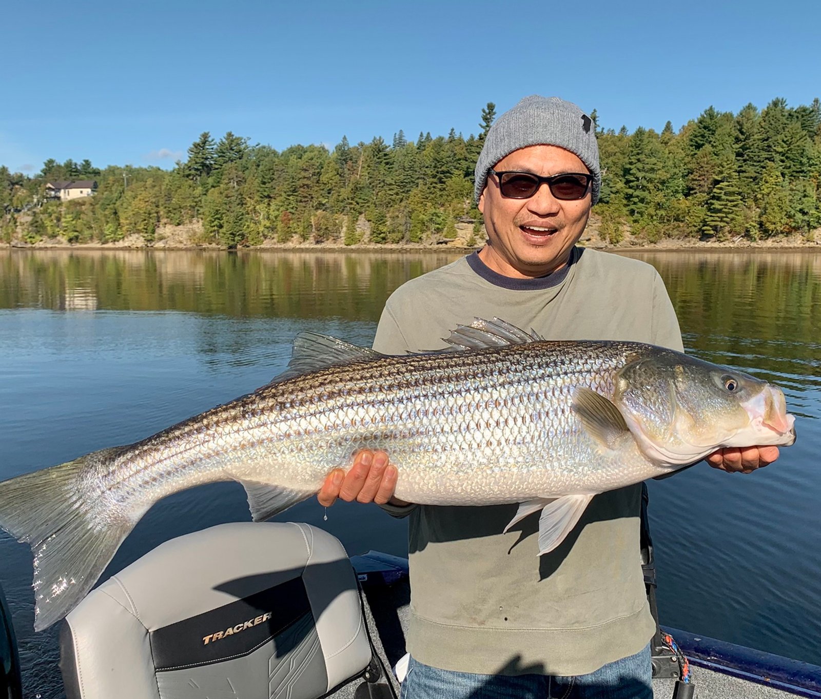 Angler holding a large striped bass on the Miramichi River