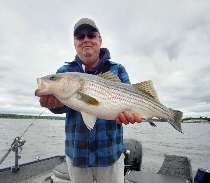 Catch and release striped bass Miramichi