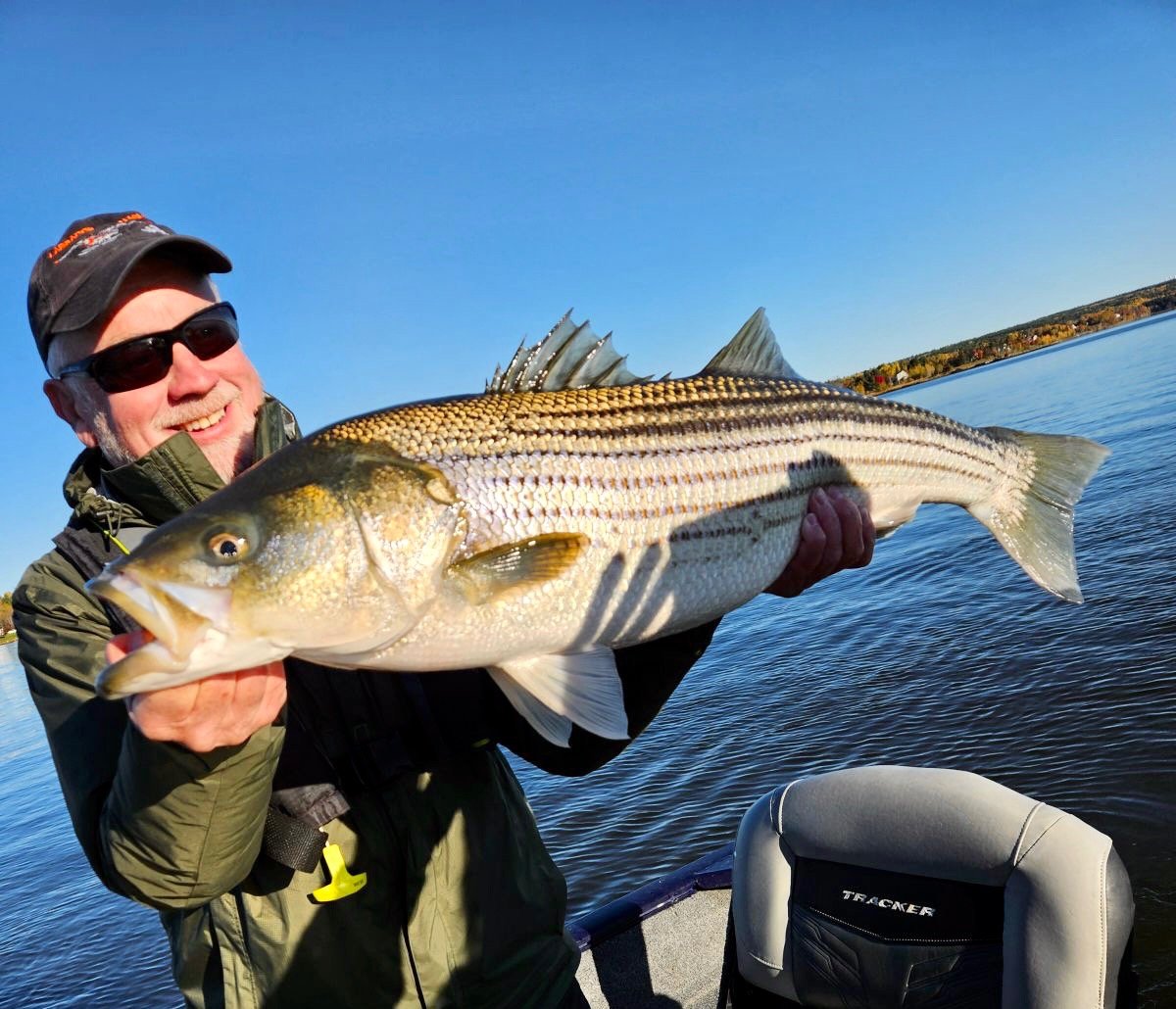 Striped bass caught on the Miramichi