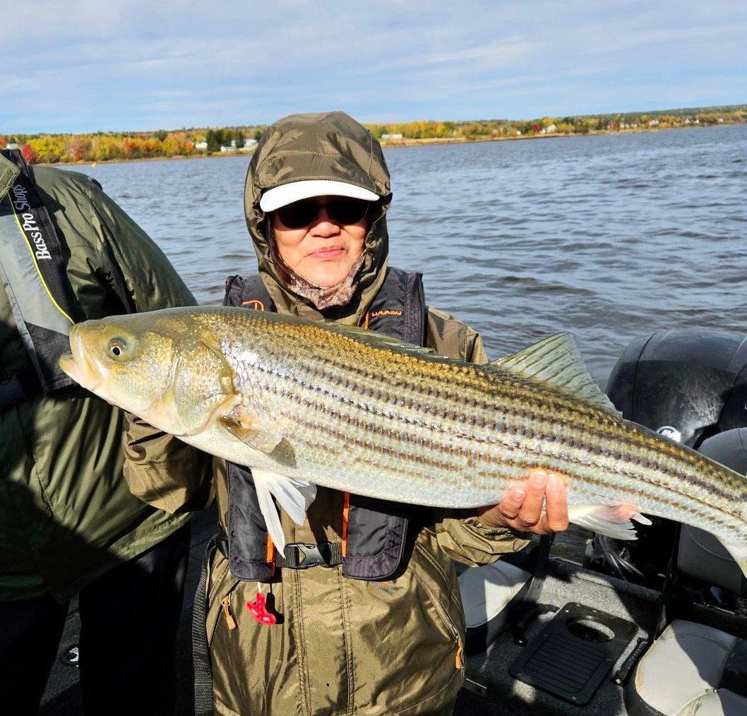 Striped bass fishing Miramichi New Brunswick