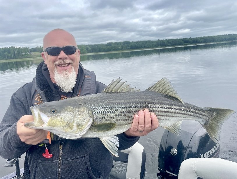 Striped bass fishing Miramichi New Brunswick