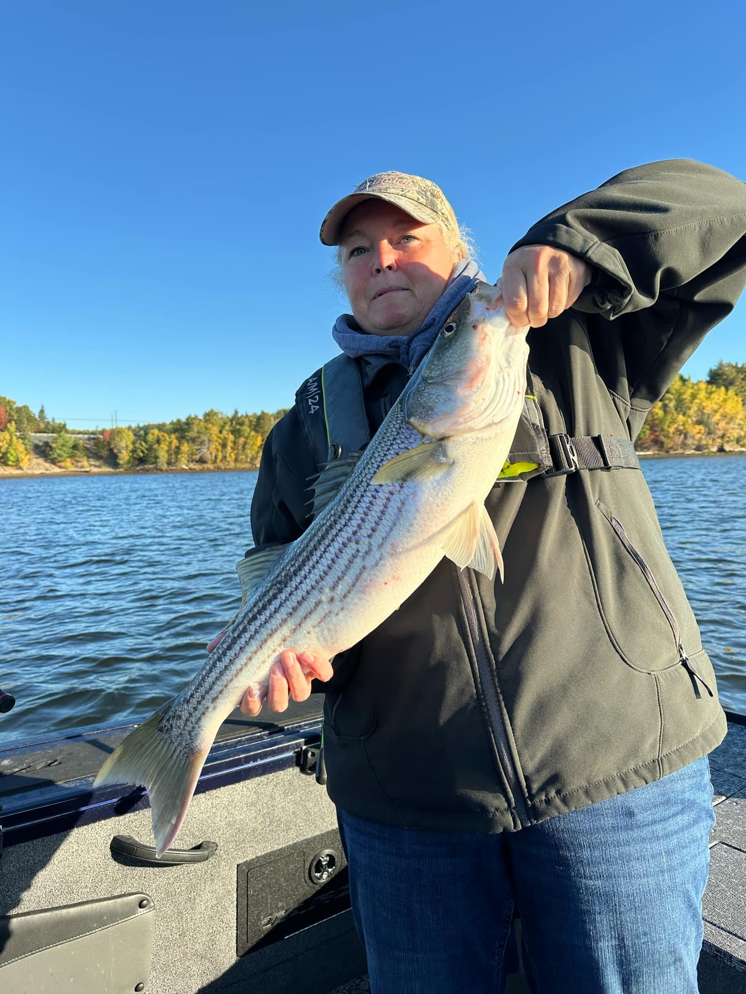 Trophy striped bass Miramichi River