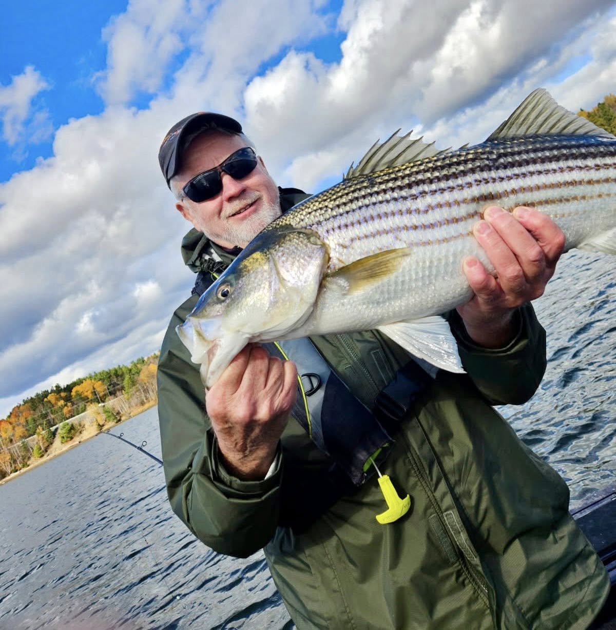 Trophy striped bass Miramichi River