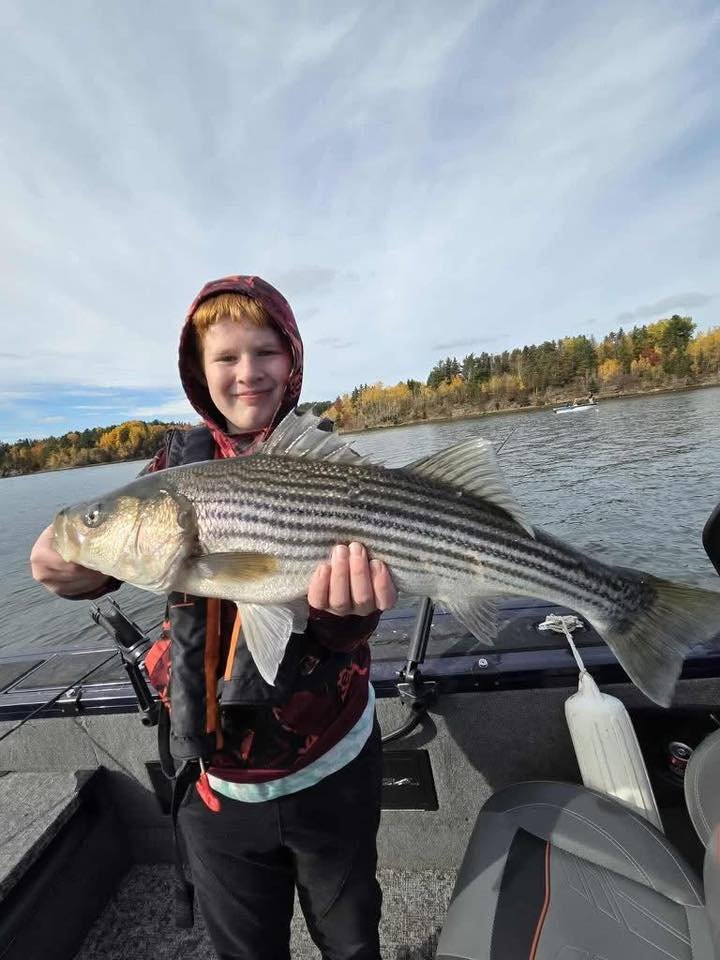 Striped bass caught on the Miramichi