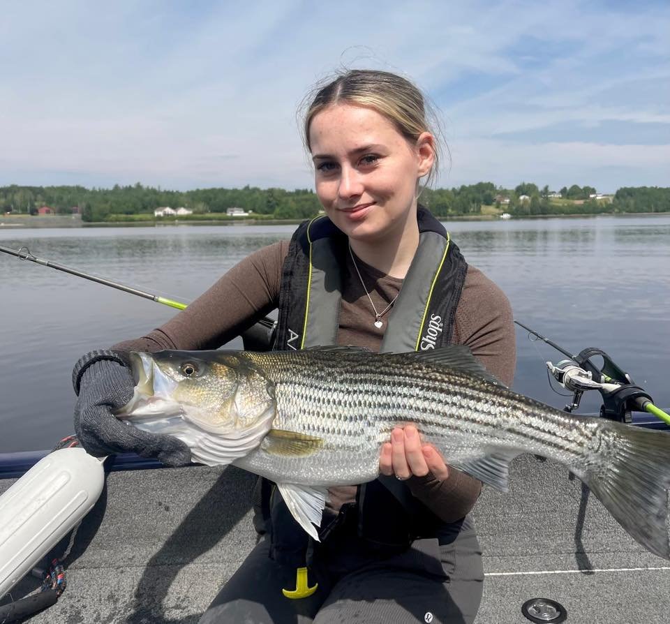 Trophy striped bass Miramichi River